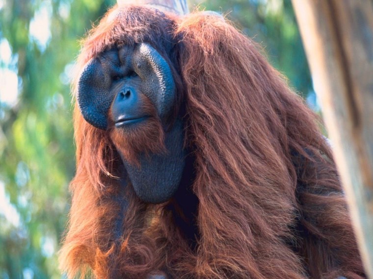 Обезьяна породы орангутанг