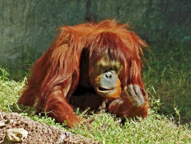Оранжевый орангутанг