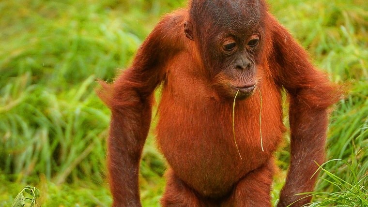 Орангутан Чантек