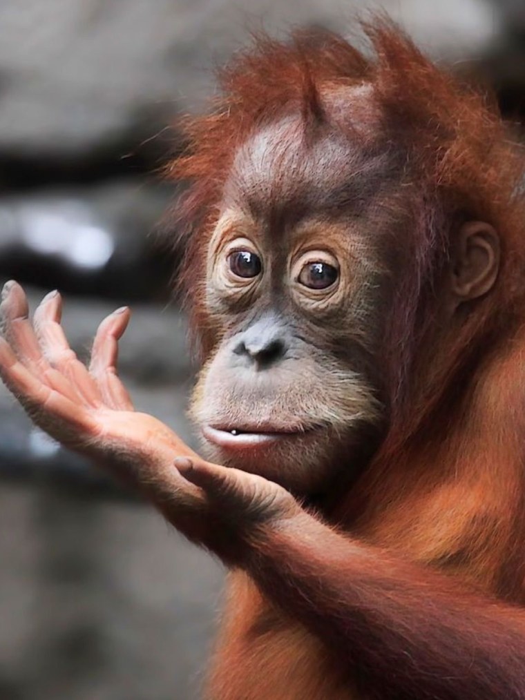 Обезьяна улыбается