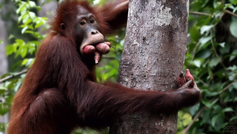 Прикольные обезьяны