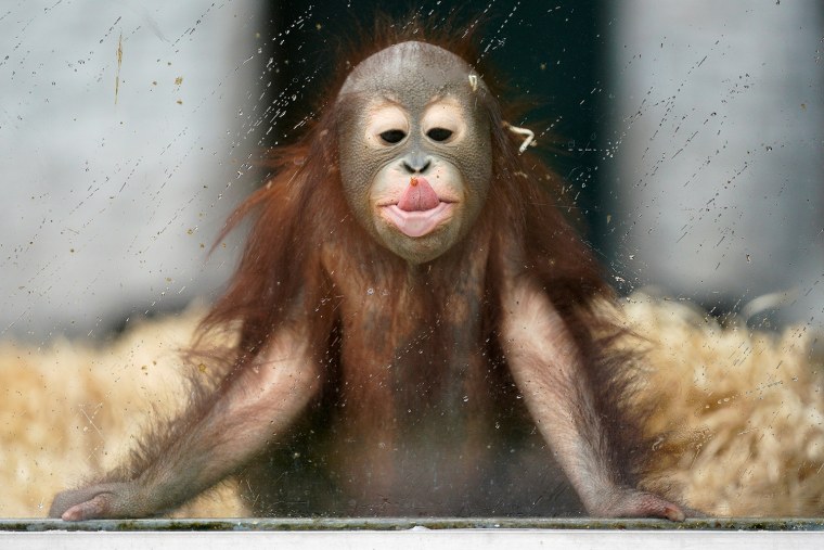 Чрезмерная оволосение прикольные обезьянки