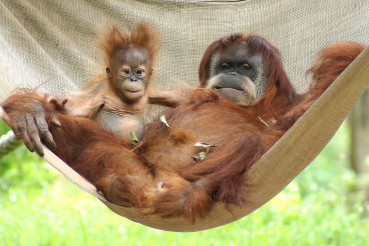 Обезьяны орангутан детеныш