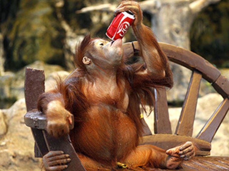 Пьяная обезьяна