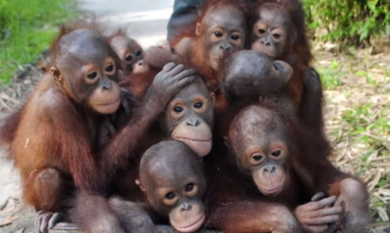 Орангутанг на аву