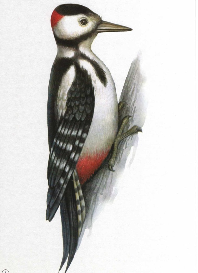 Дятел на прозрачном фоне