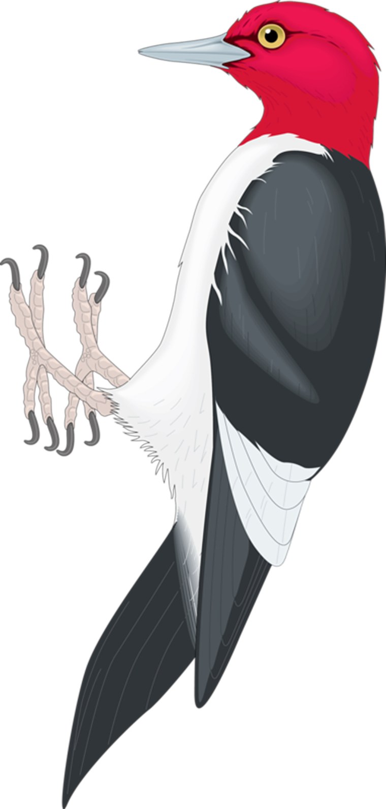 Дятел мультяшка