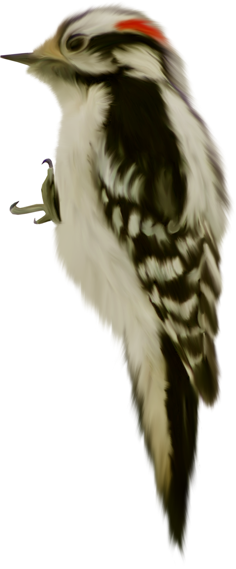 Лесные птицы на прозрачном фоне