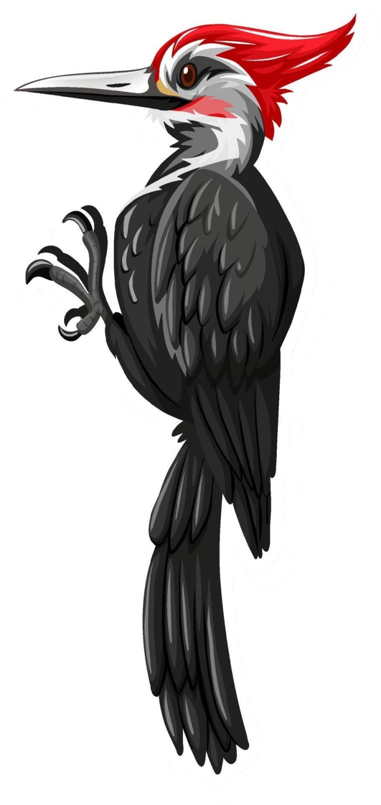 Дятел без фона