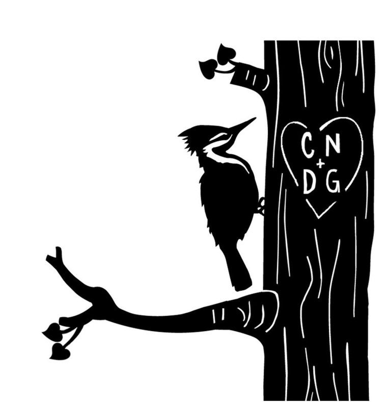 Дятел на белом фоне