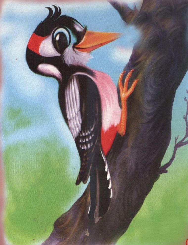 Дятел на белом фоне