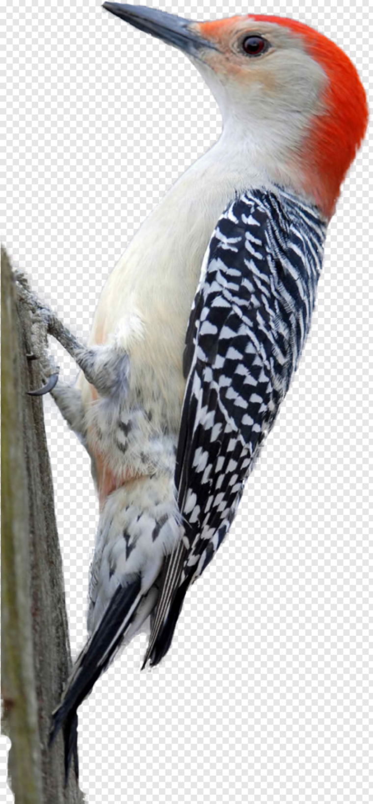 Дятел на белом фоне