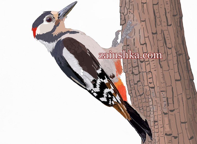 Клипарт дятел на прозрачном фоне