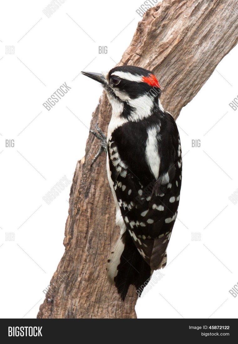 Дятел на прозрачном фоне