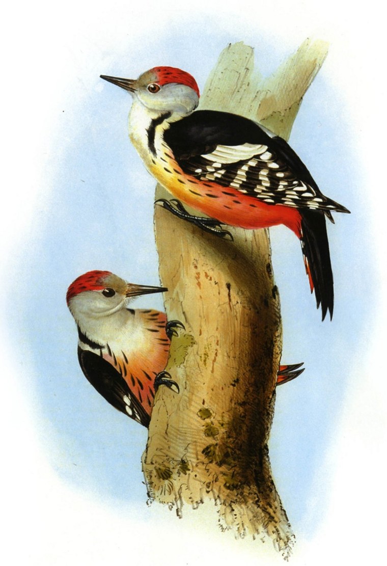 Дятел стилизация