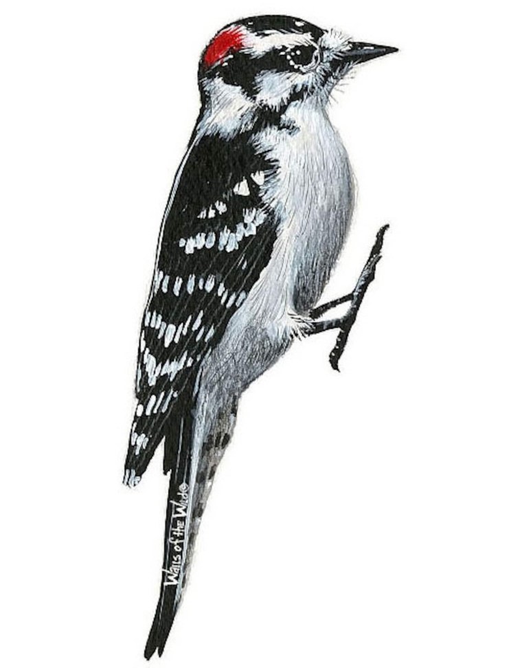Дятел силуэт