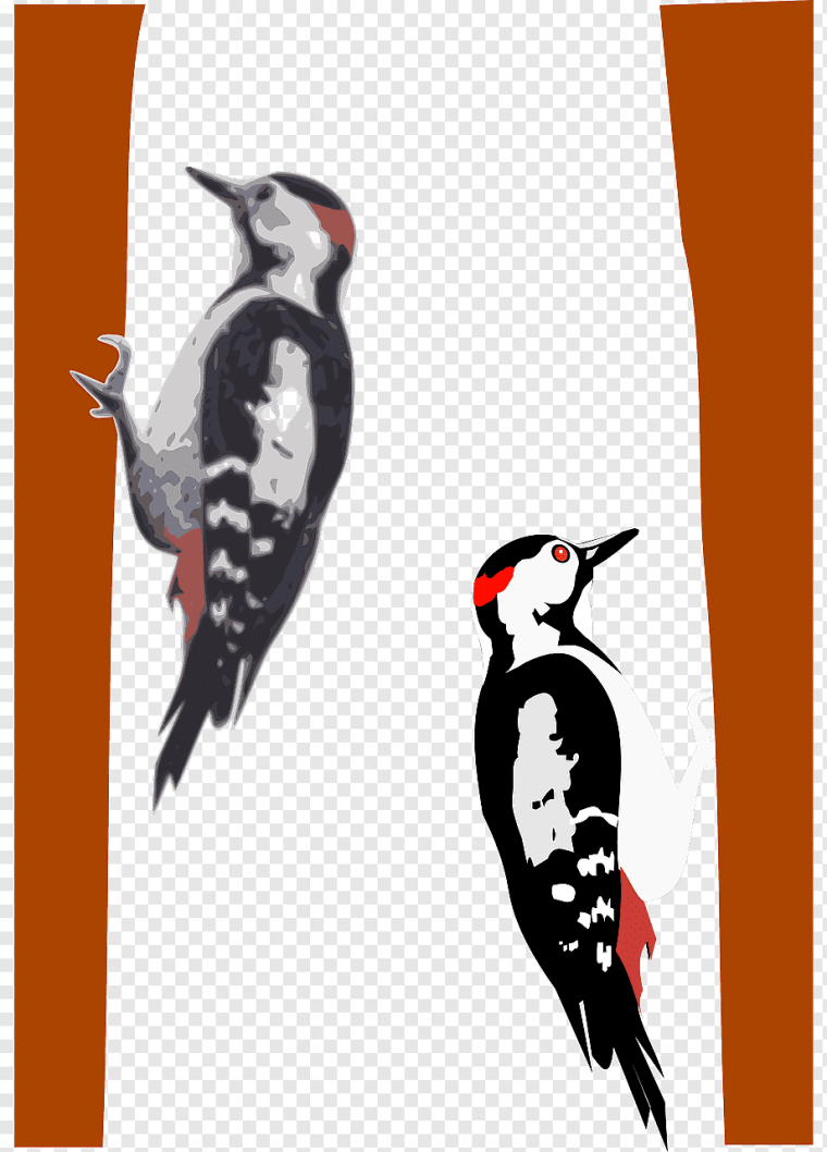 Пестрый дятел на белом фоне