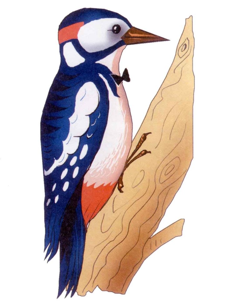 Дятел для детей