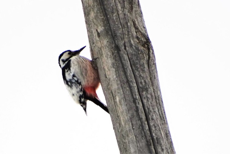 Дятел символ