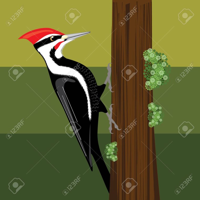 Дятел мультяшные