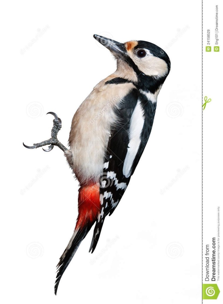 Дятел в полете на белом