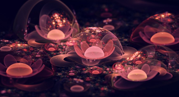 Цветок Сильвия Кордедда