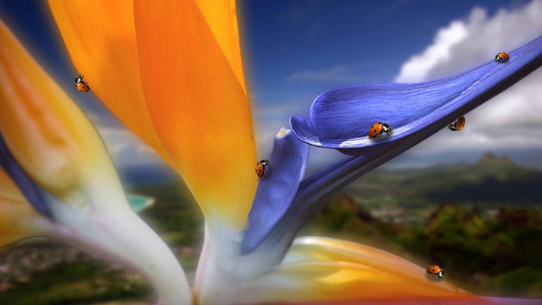 Необыкновенные обои на рабочий стол