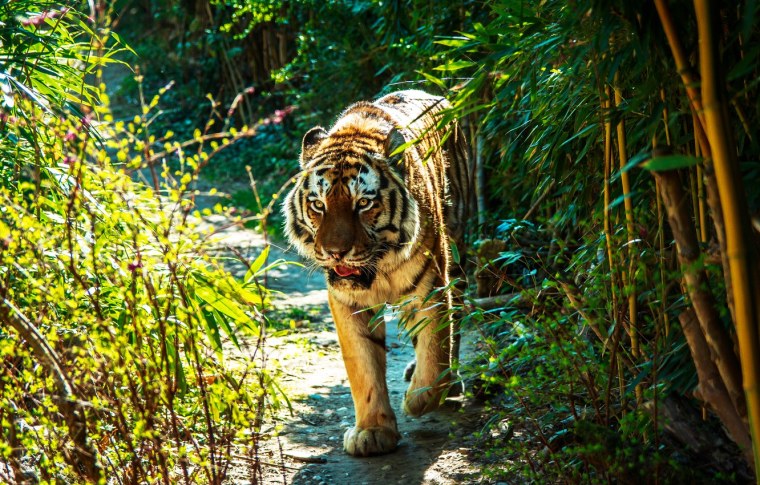 Животные джунглей с буквой н