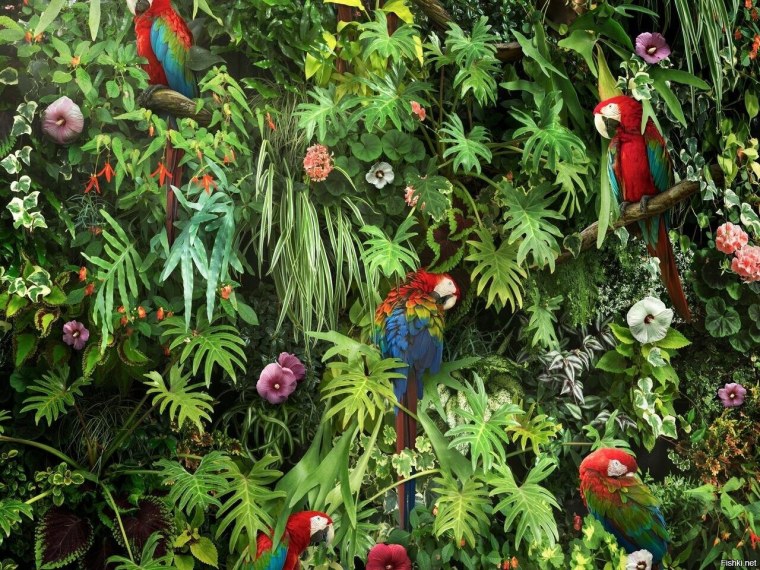 Животные из джунглей