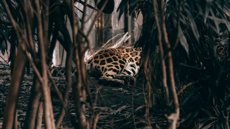 Обои метровые тропики с животными