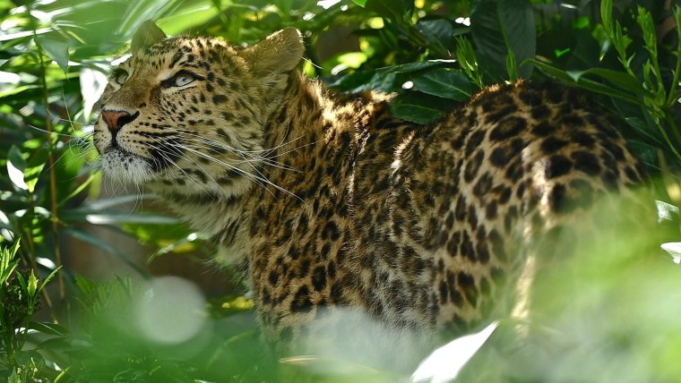 Животные сафари для детей