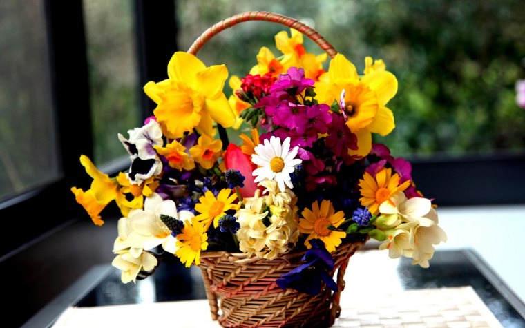 Фрезия нарциссы