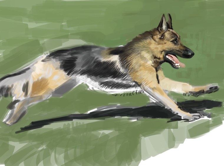 Немецкая овчарка Мухтар арт