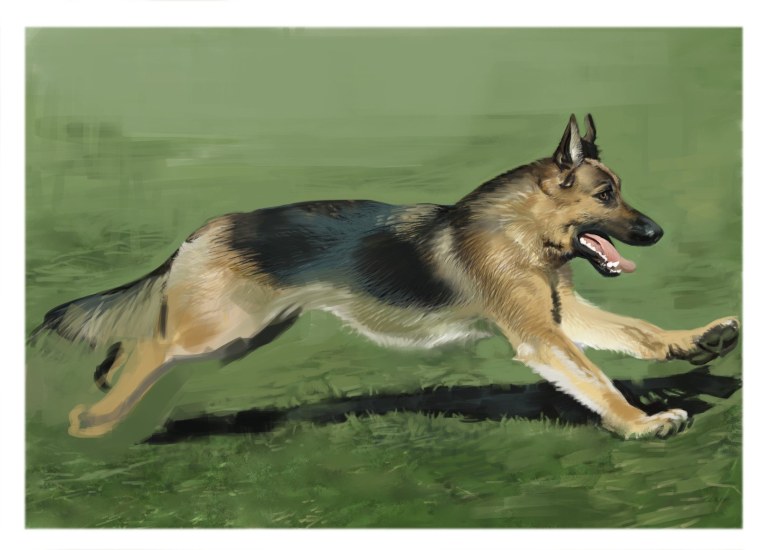 Ливер немецкая овчарка