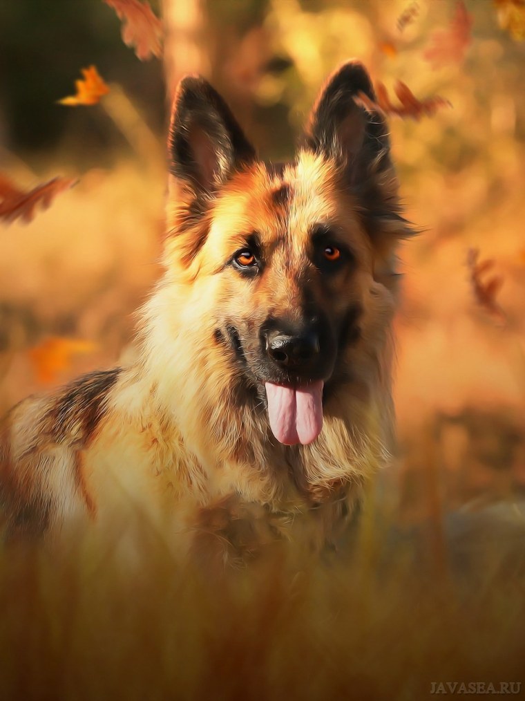 Золотая овчарка