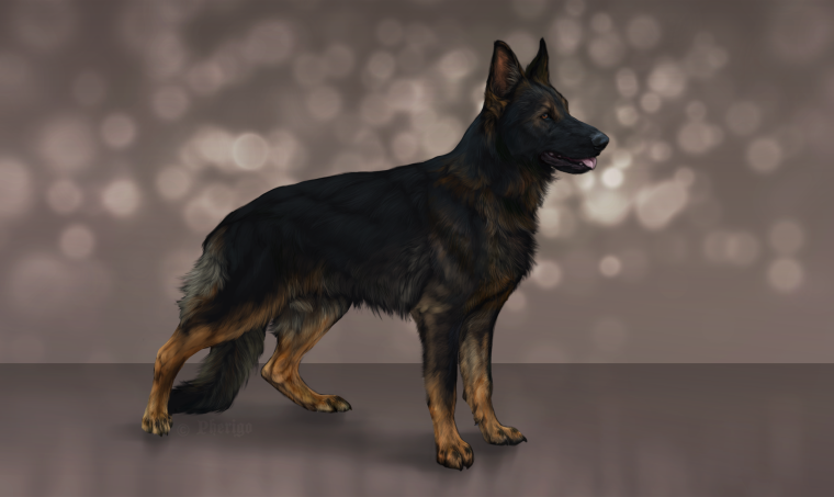 Овчарка референс