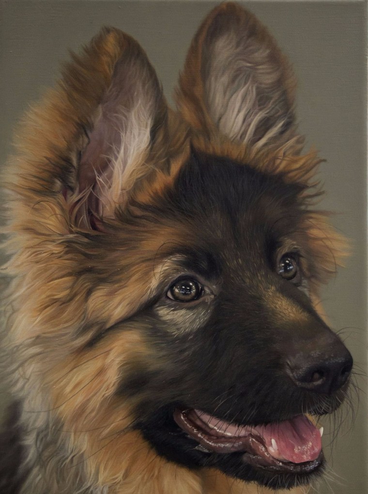 Немецкая овчарка фотопортрет