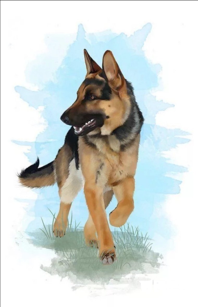 Собака немецкая овчарка референс