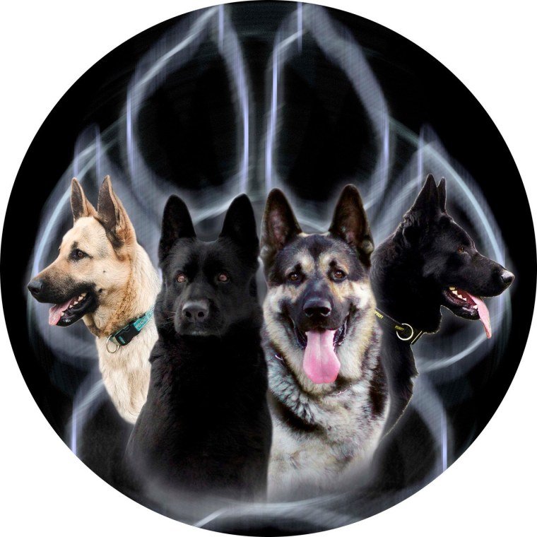 ВЕО овчарка ЗКС