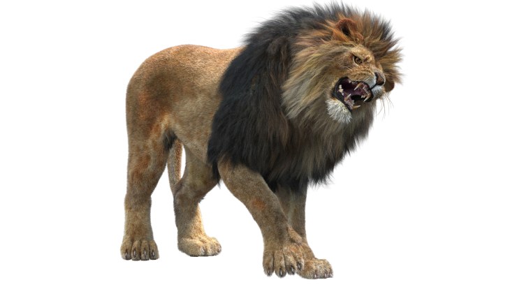 Лев на прозрачном фоне