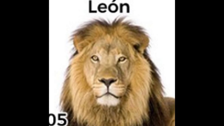 Африканский Лев на белом фоне