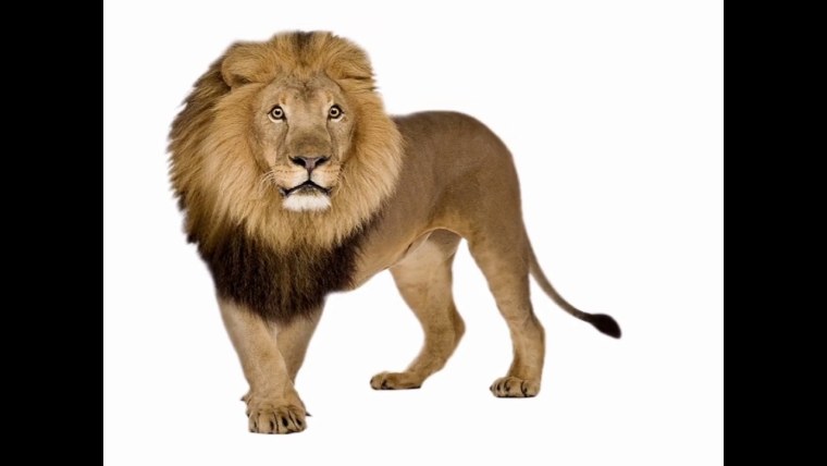 Лев картинки