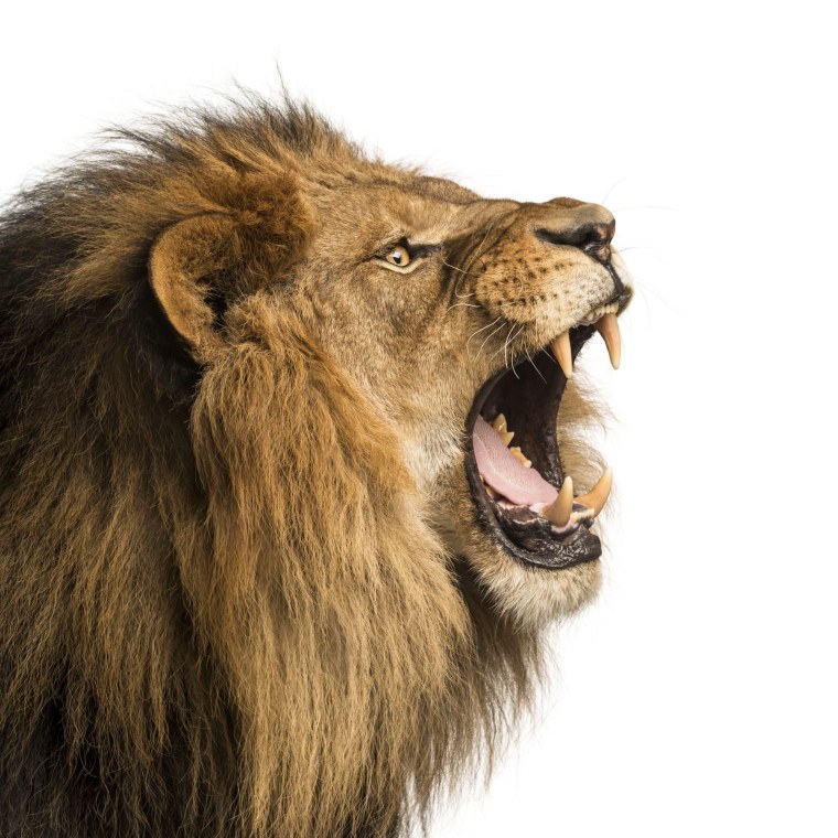 Голова Льва на белом фоне