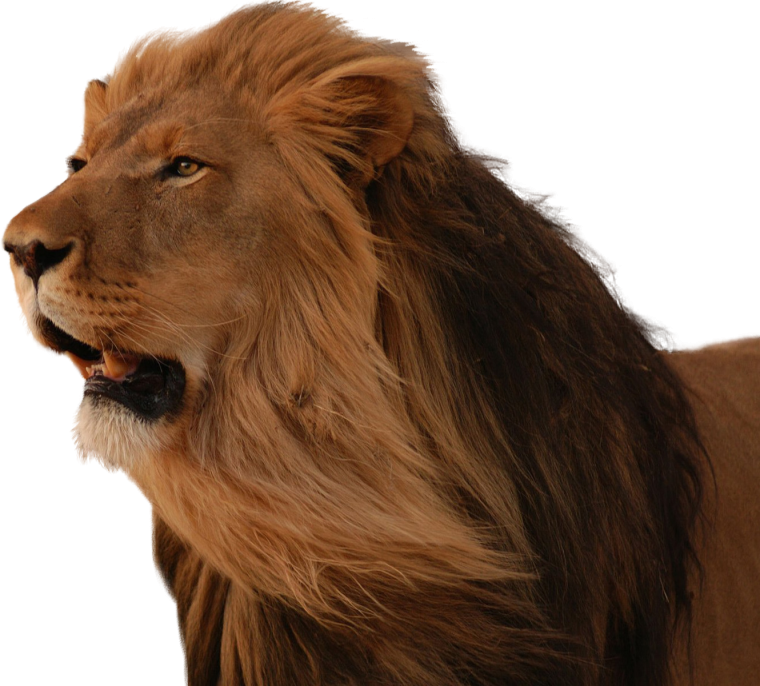 Звери на белом фоне