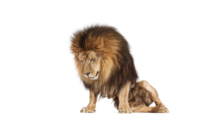Лев на пустом фоне