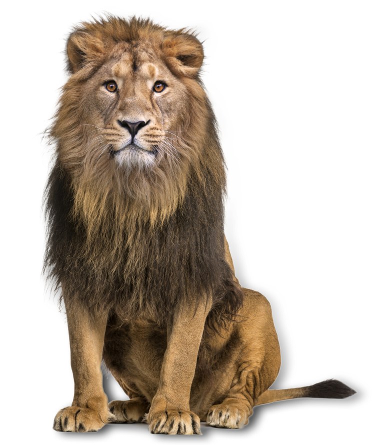 Муфаса Симба Нала