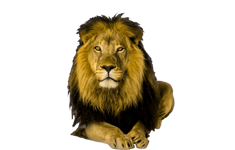 Лев без фона