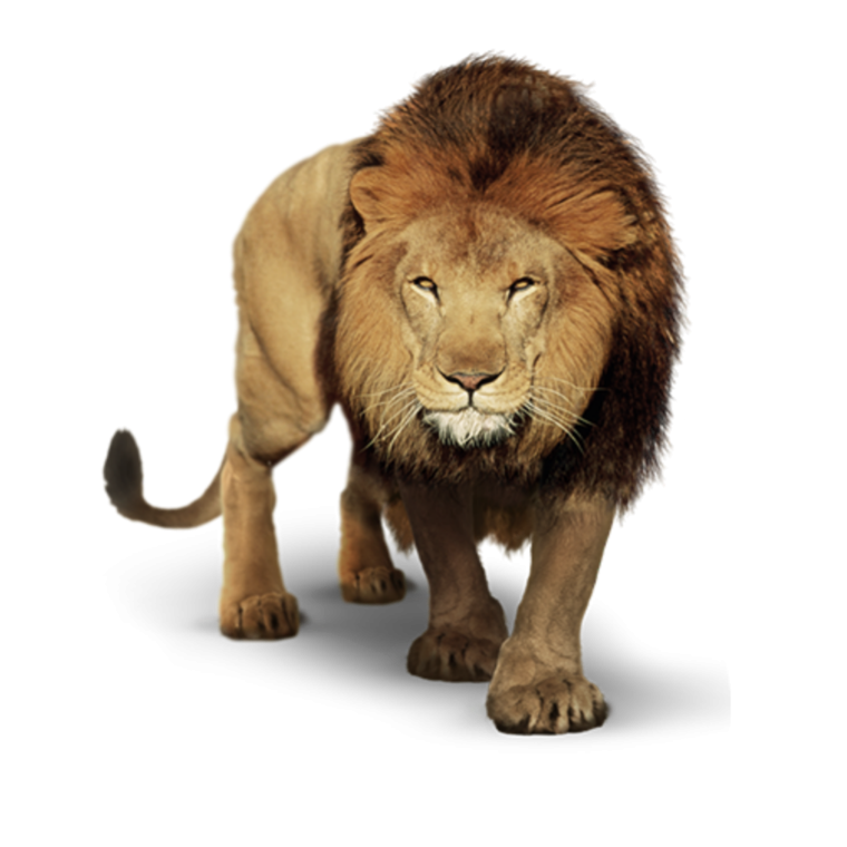 Крадущийся Лев