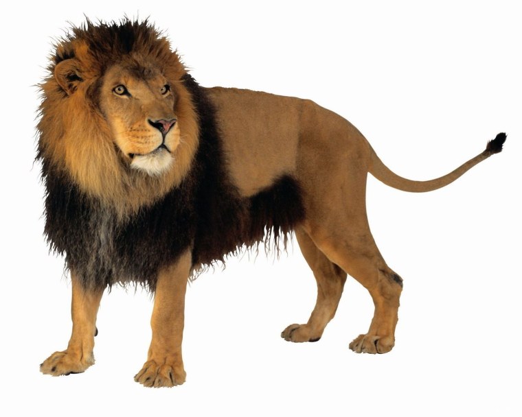 Огненный Лев тату