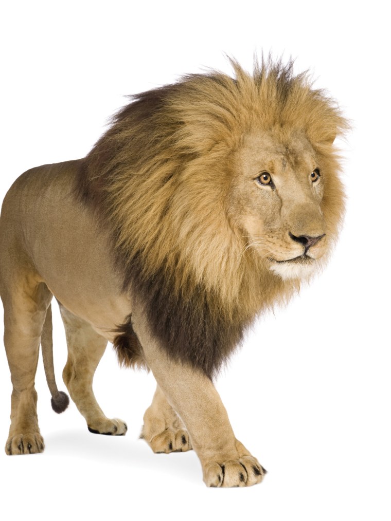 Фон Лев для фотошопа